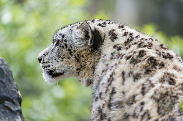 Snow leopard profile with blurred green background
