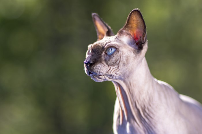 Sphynx cat with blue eyes looking to the left