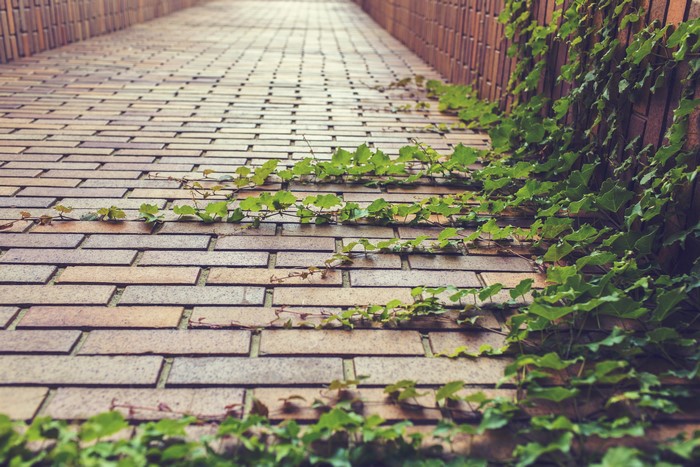 Brick wall with ivy