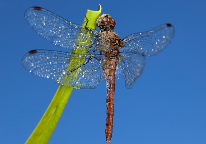 Dragonfly with water droplets on blue sky background