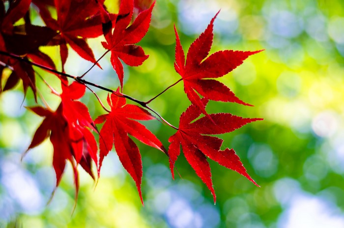Red Maple Leaves on Branches in Autumn