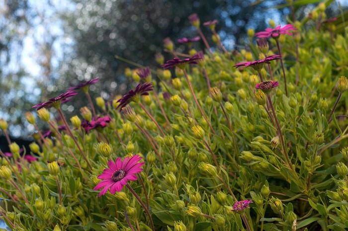 Purple and yellow flowers with green foliage