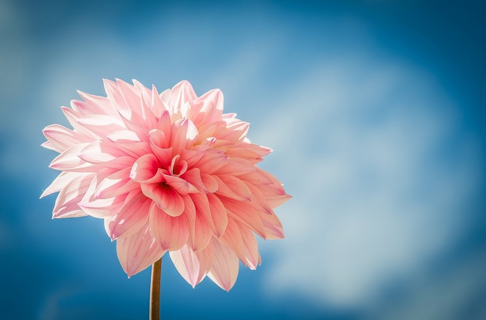 Pink Dahlia Flower Against Blue Sky