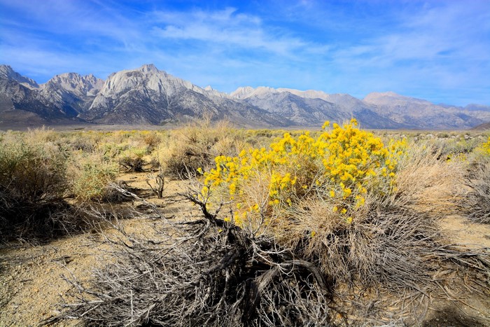 Desert landscape with mountains and yellow flowers