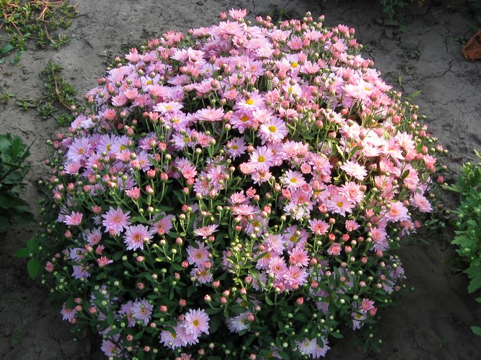 A bush of pink chrysanthemums in bloom