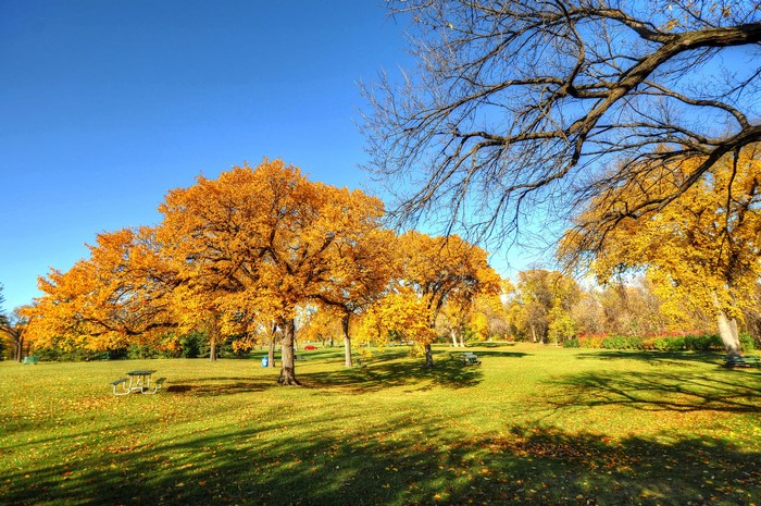 Autumn park with golden trees and picnic tables