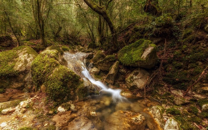 Mossy rocks and stream in a forest