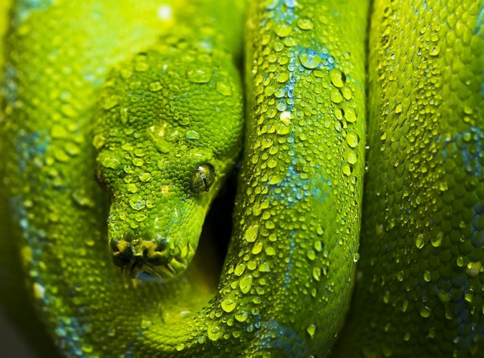 Green snake with water drops