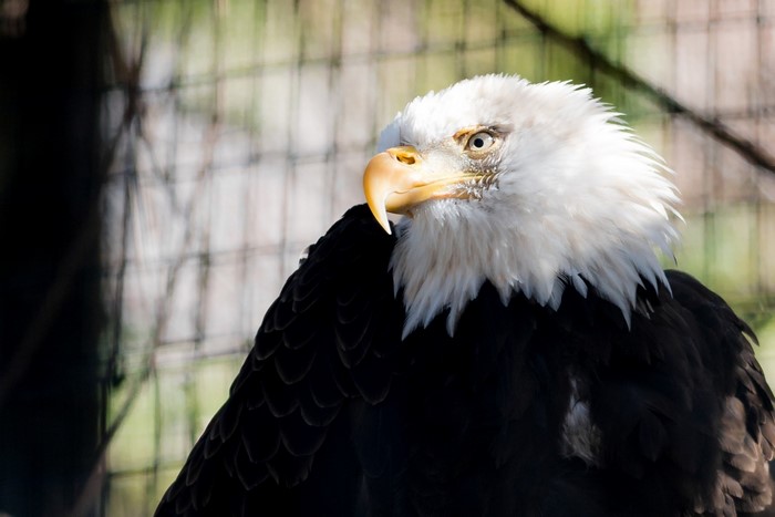 Bald Eagle with white head and dark body