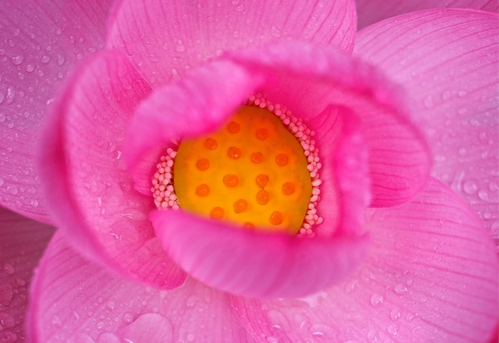 Close-up of a pink lotus flower with water drops