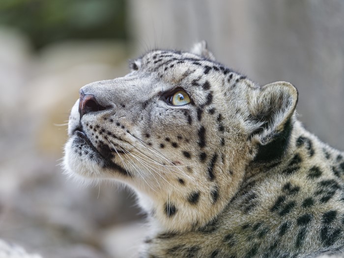 Close-up of a snow leopard looking up
