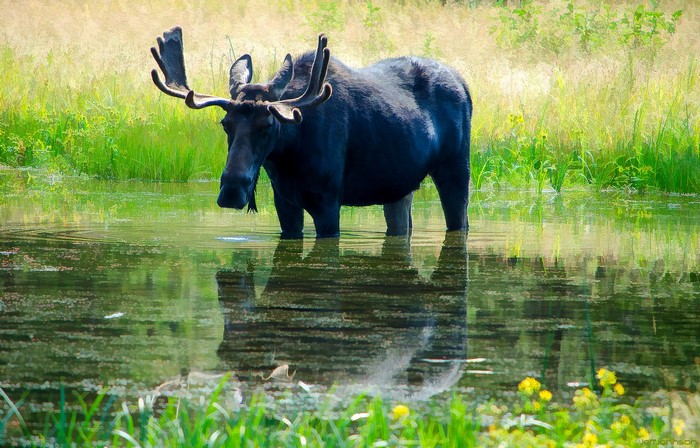 Moose standing in a lake