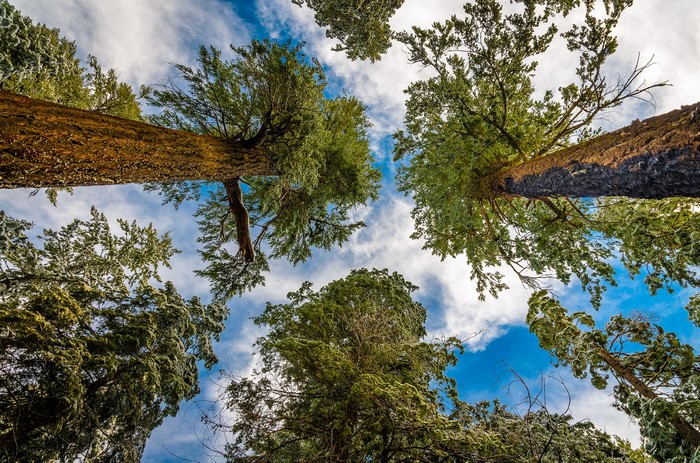 Looking up at tall trees against a cloudy sky