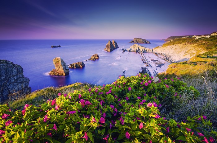Coastal cliffs with pink flowers and sea stacks