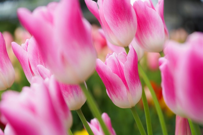 Pink and white tulips in a field