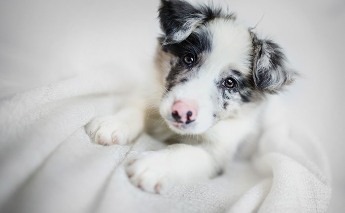 Border Collie Puppy Looking Up