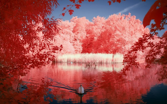 Swan on a lake with red foliage