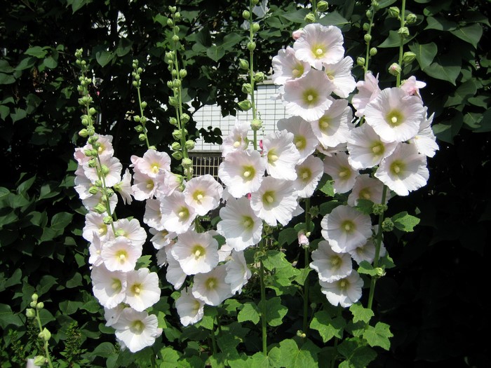 White Malva flowers blooming on tall stalks