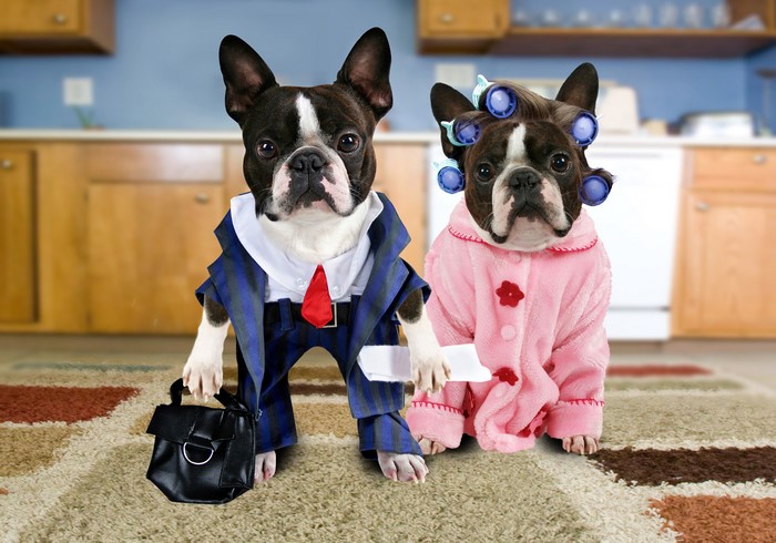 Two Boston Terriers dressed as a businessman and a woman with curlers