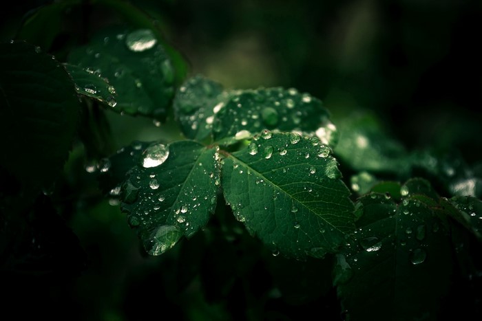 Green leaves with water drops