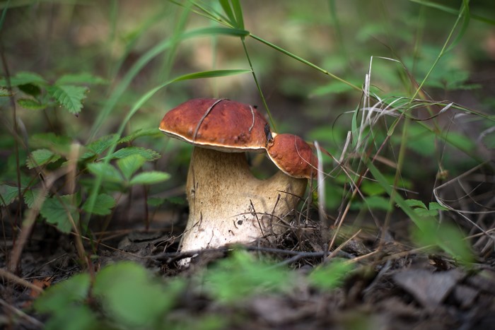 Two mushrooms in the forest