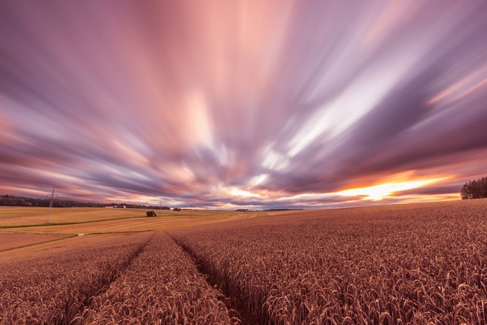 Wheat field at sunset with streaking clouds