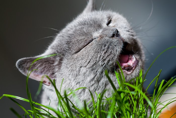 Grey cat eating green grass
