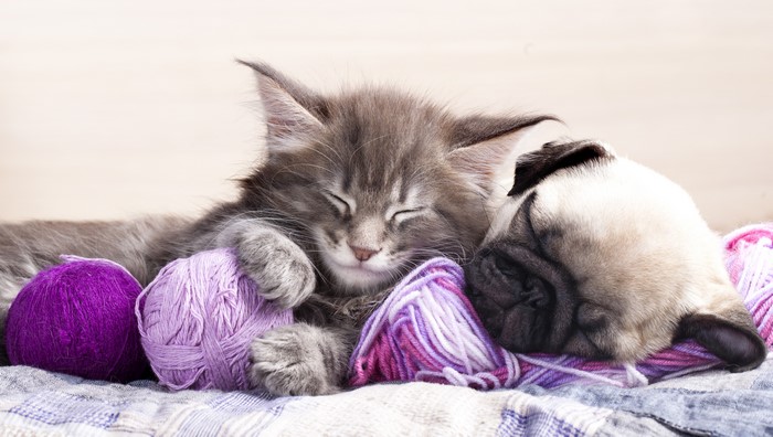 Kitten and Pug Puppy Sleeping with Yarn