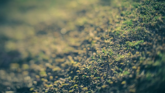 Close-up of grass and soil