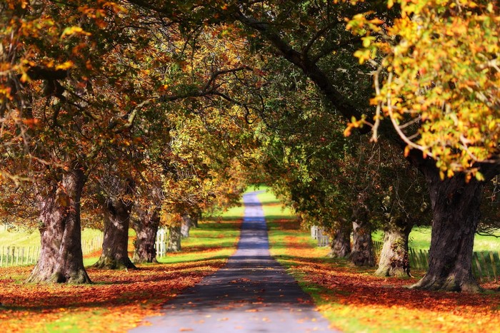 Autumn tree-lined road with fallen leaves