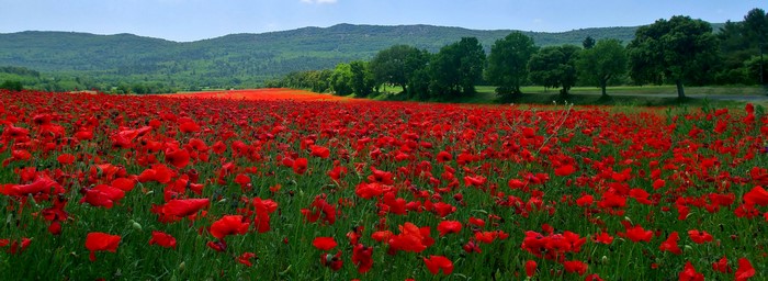 Field of red poppies with rolling hills