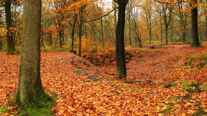 Autumn forest with fallen leaves and trees
