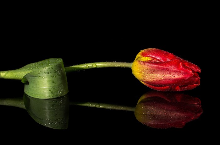 Red and yellow tulip with water drops