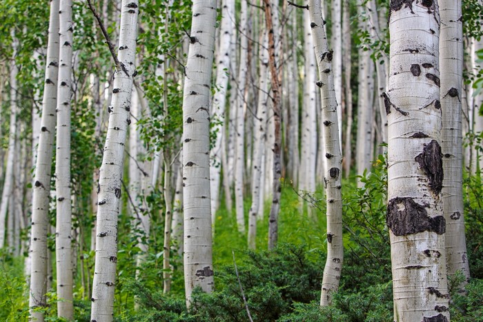 Aspen forest with green undergrowth
