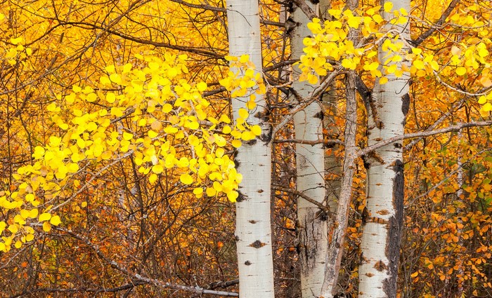 Aspen trees with yellow autumn leaves