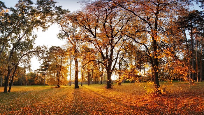 Autumn park with trees and fallen leaves