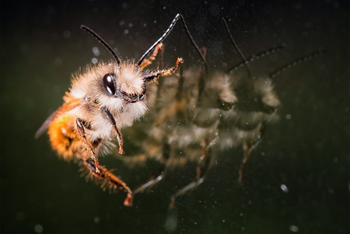 Close-up of a fuzzy bee on a reflective surface