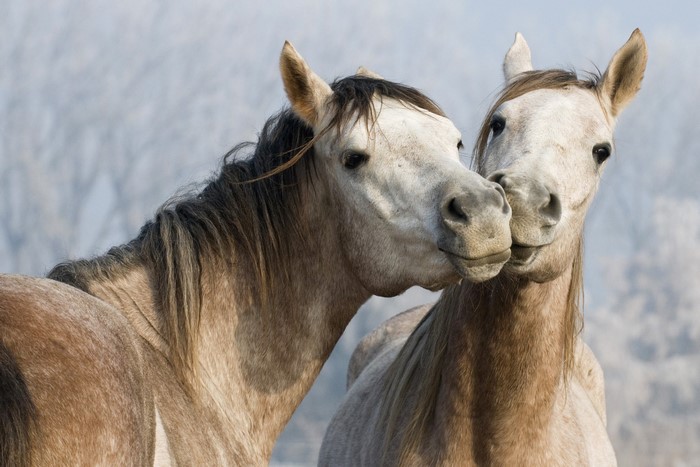 Two horses nuzzling in a field
