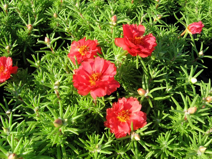 Red Portulaca flowers in bloom