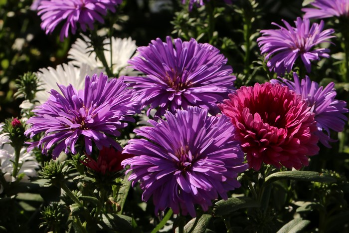 4K Asters Closeup
