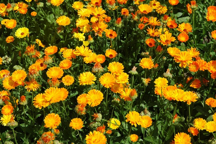 A field of bright orange and yellow calendula flowers