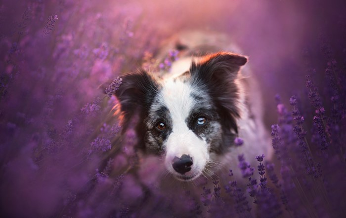 Border Collie dog in a lavender field