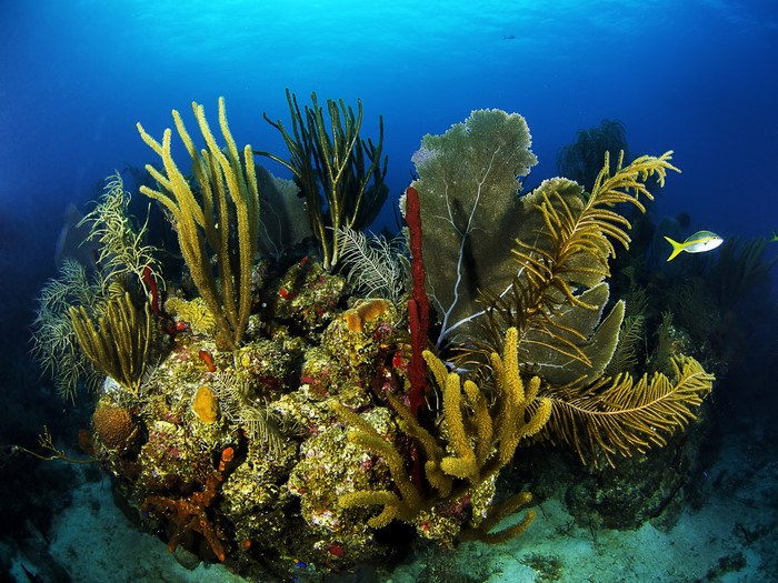Underwater world with corals and fish