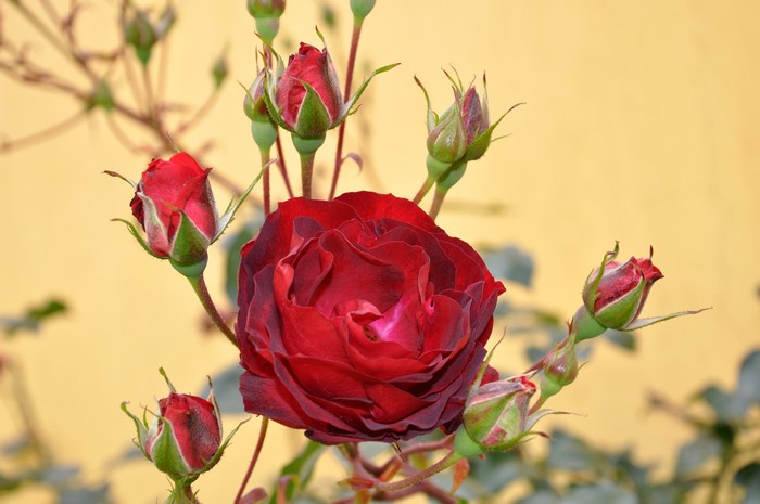 Red rose with buds against a yellow background