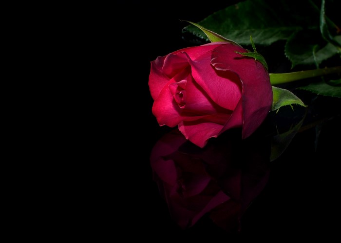 A single deep pink rose with reflection