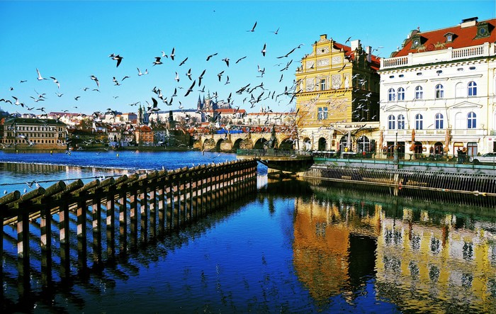 Flock of birds over Vltava River and Charles Bridge in Prague