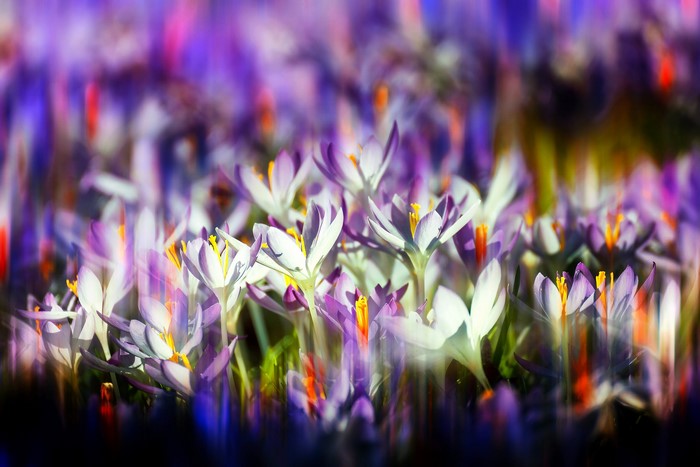 Purple and white crocuses in bloom