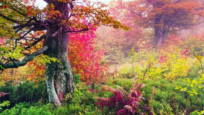 Autumn forest with colorful trees and a large trunk