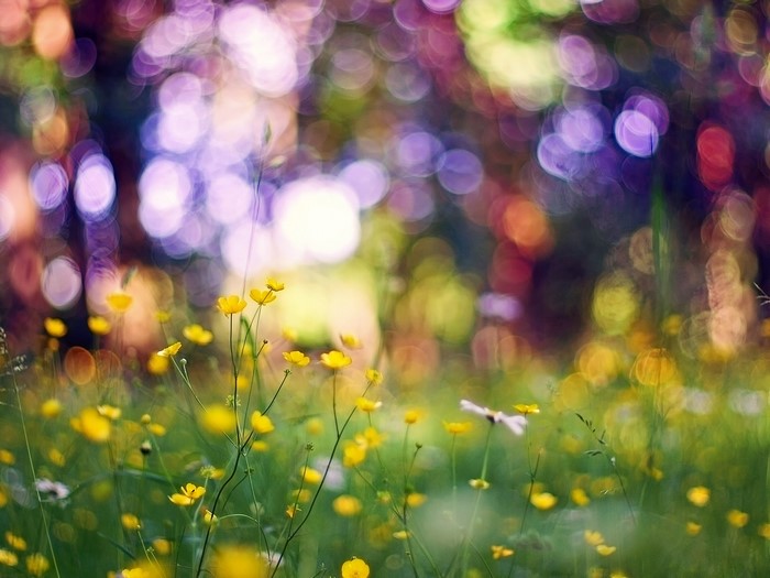 Yellow wildflowers in a meadow with bokeh background