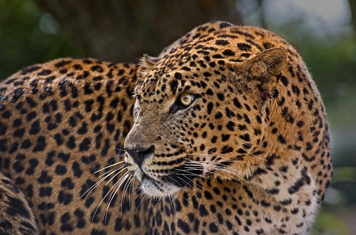 Leopard looking to the side